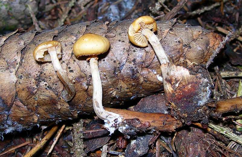 La foresta subalpina di Les breuleux  (CH)